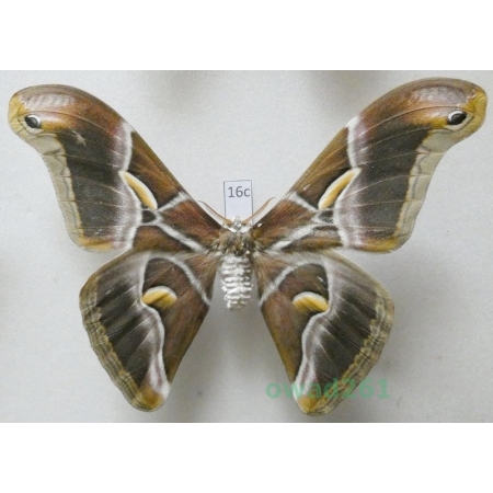 Samia cynthia (Drury, 1773) male ex. ovo India 106mm16c